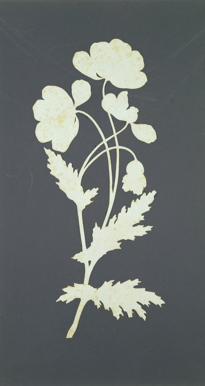 Flower by Philipp Otto Runge